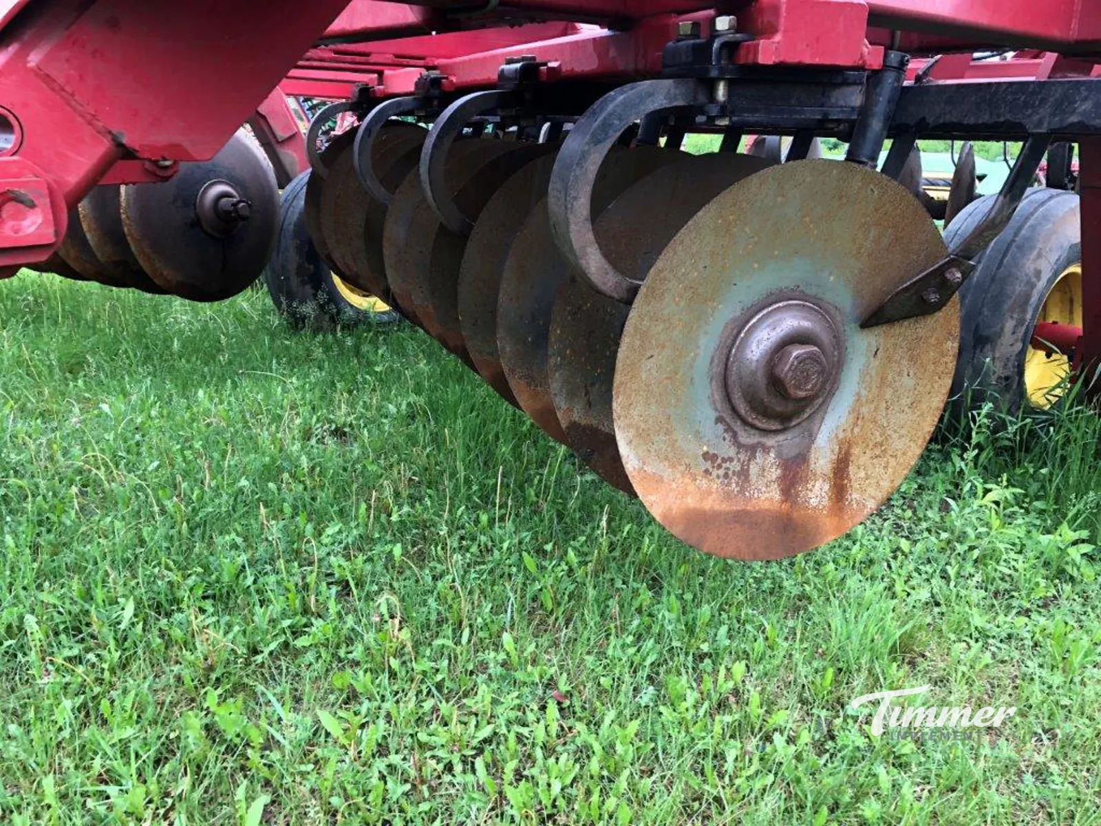 Sunflower 1444-36 photo 7